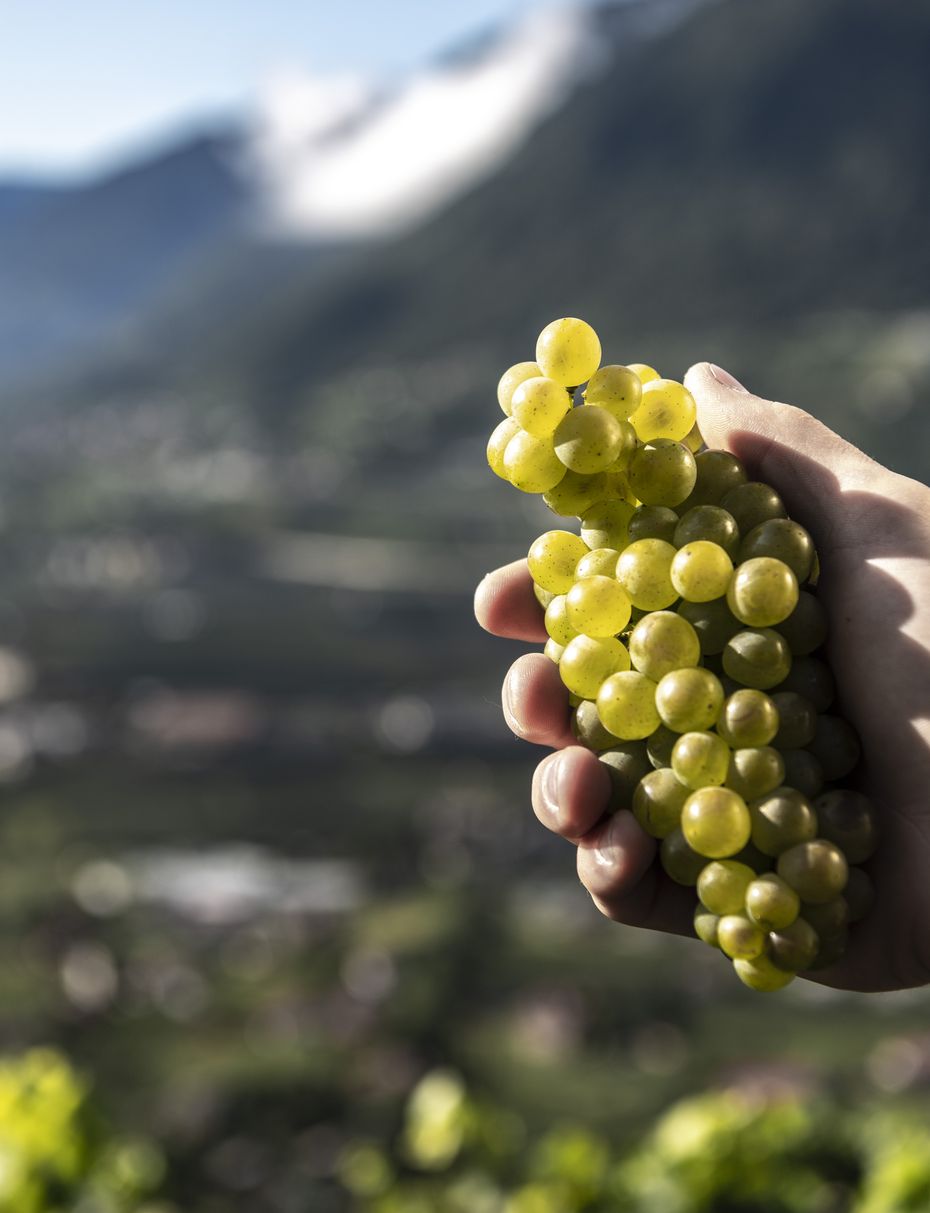 Meraner Vernatsch "Algunder Rosengarten"  2025 4