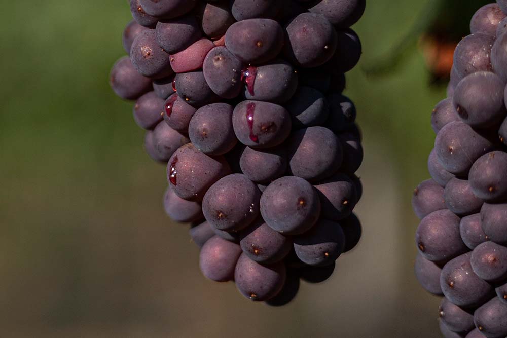 Prosecco Brut Rosé "Family Collection" Bio 2024 4