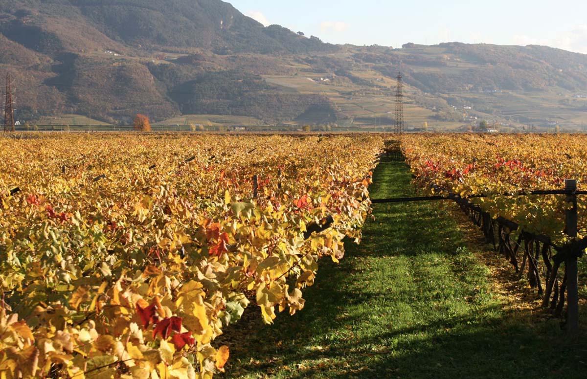 Trento Brut Riserva "Methius" 2020 5