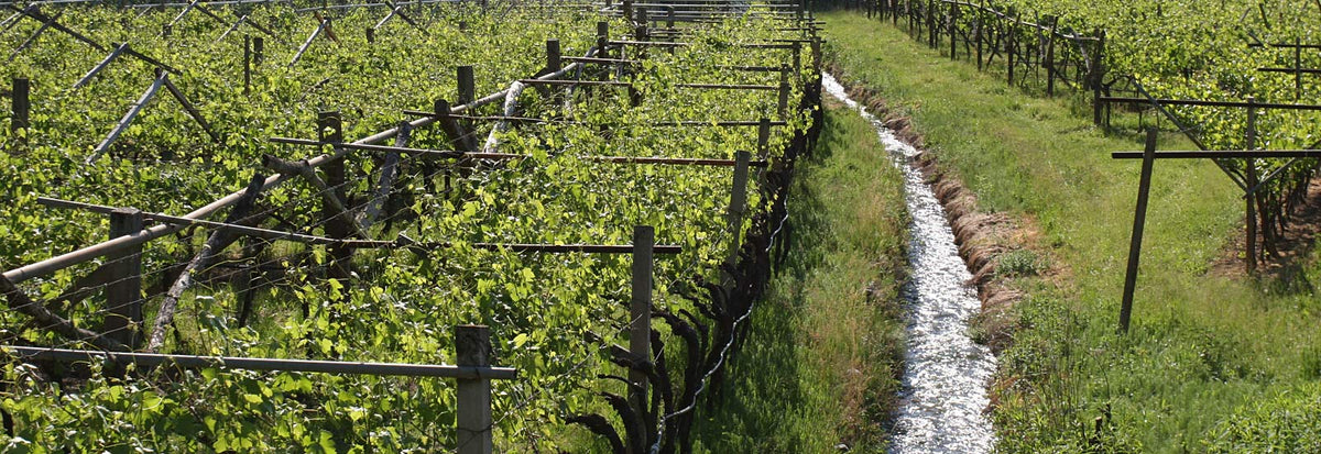 Trento Brut Riserva "Methius" 2020 6