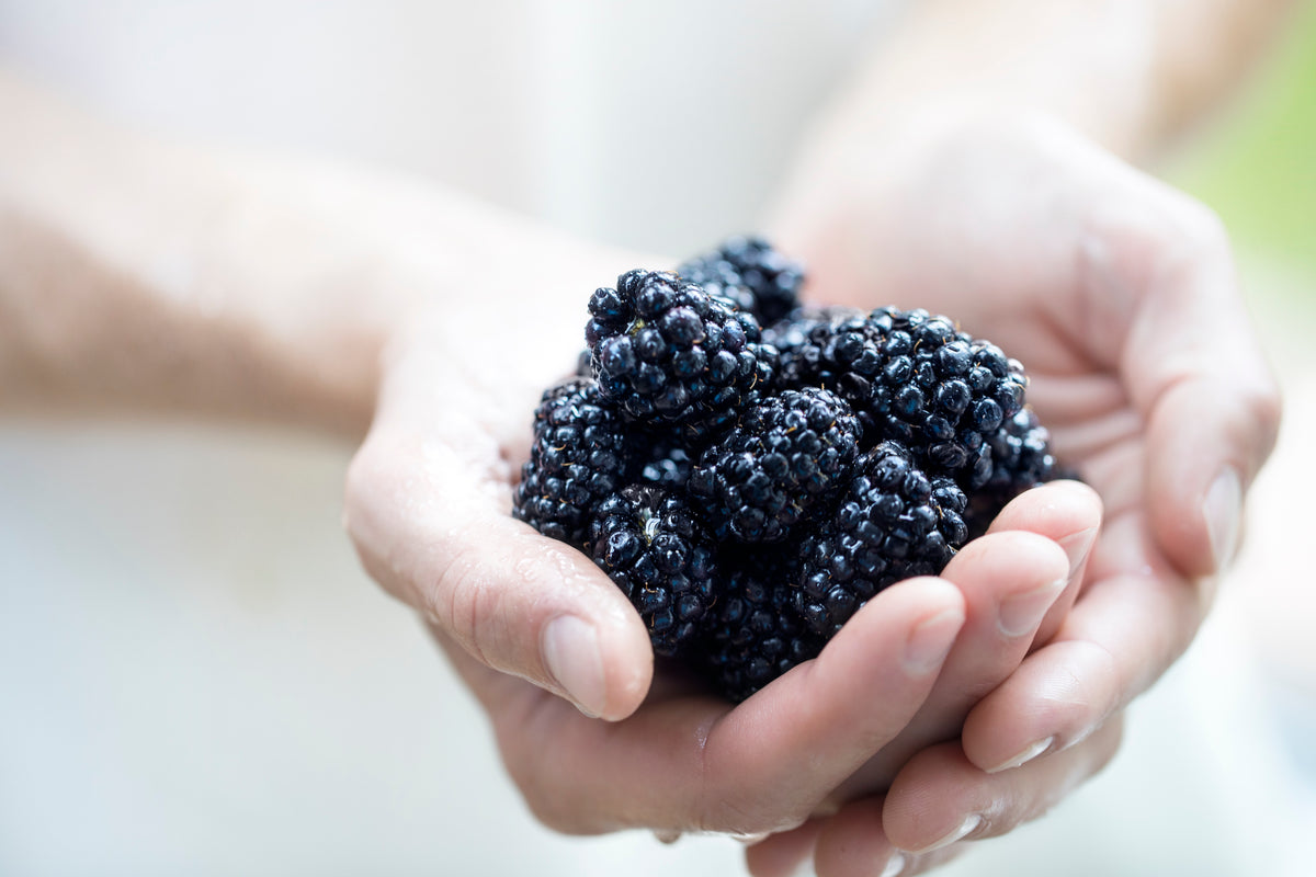 Fruchtaufstrich Brombeere "Rubus"  2