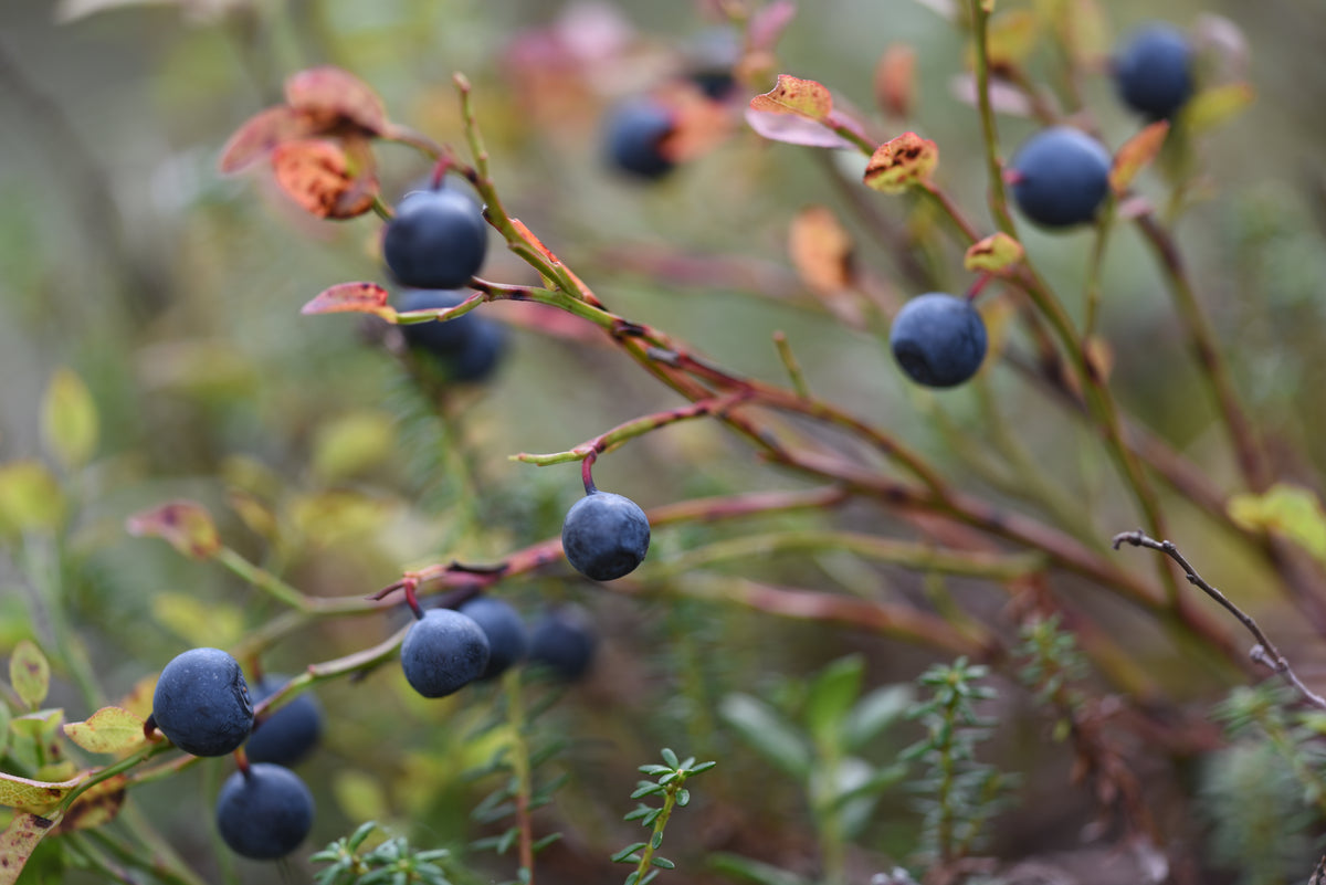 Heidelbeere Fruchtaufstrich 2
