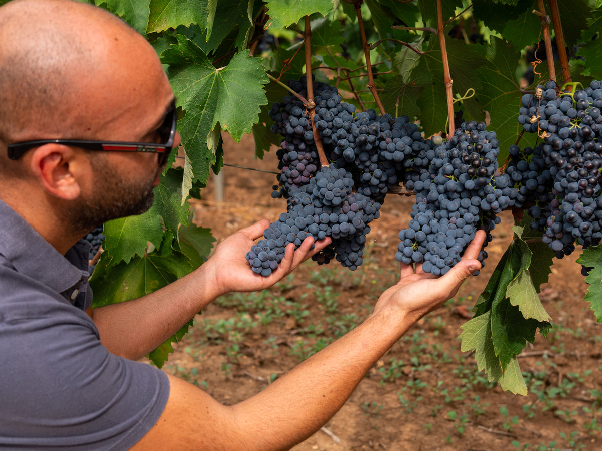 Primitivo Merlot "Due Re"  2025 2