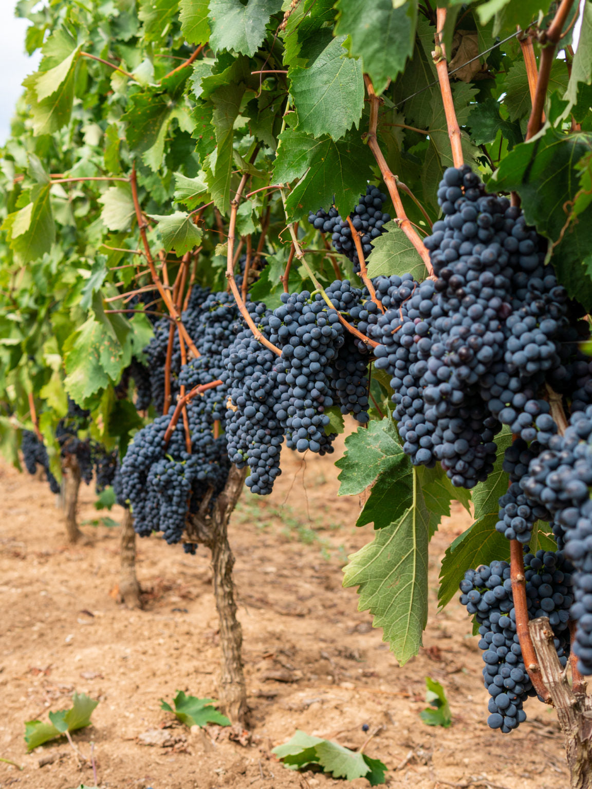 Primitivo Merlot "Due Re"  2025 3