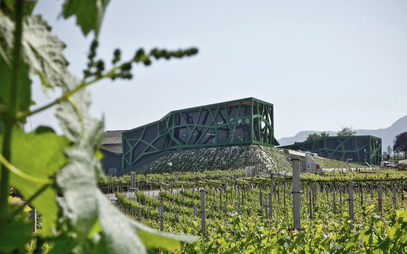 Pinot Grigio 2025 2