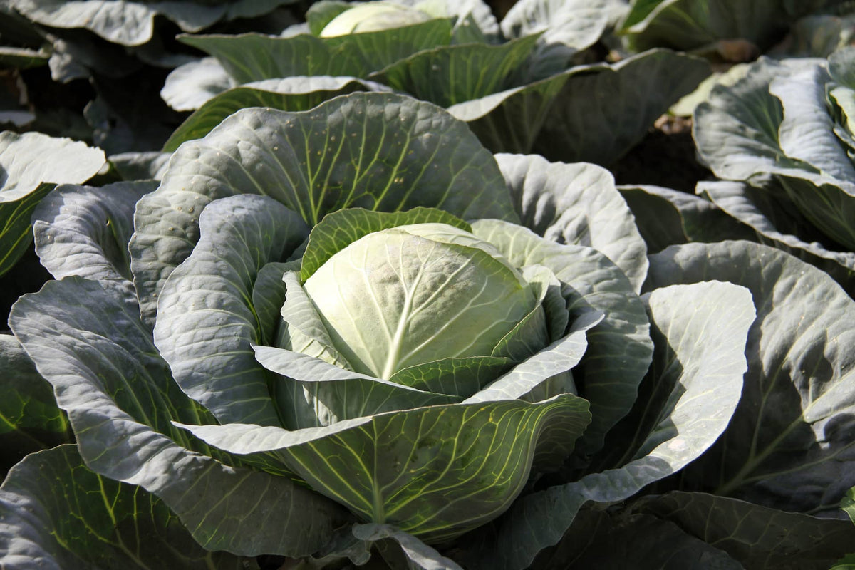 Kimchi mit Wirsing Bio 3