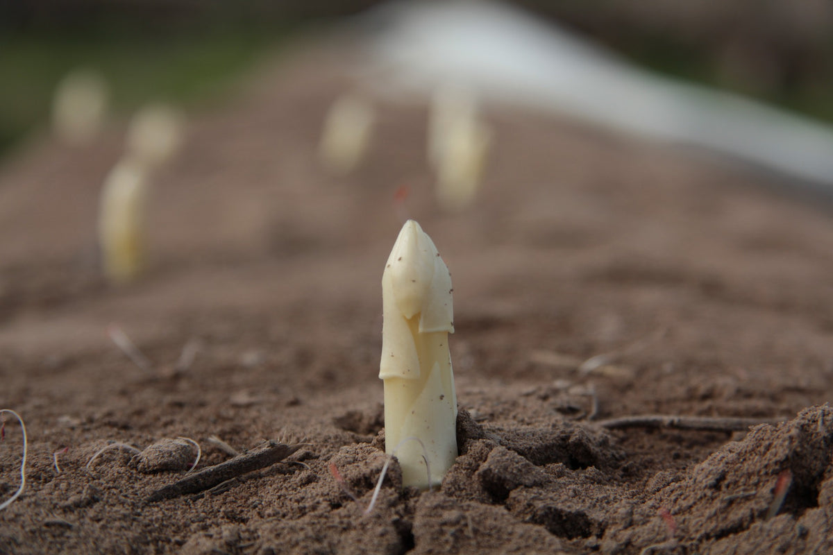 Margarete - Terlaner Spargel 2