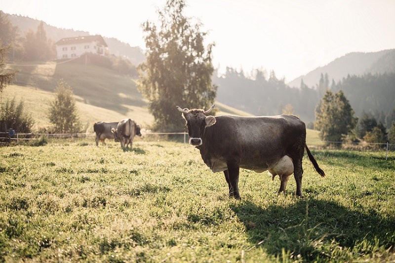 Mila - Bergmilch Südtirol 1