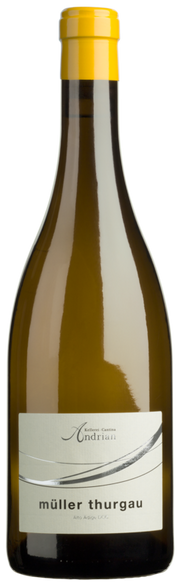 Müller Thurgau 2025 1