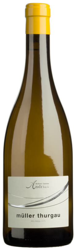 Müller Thurgau 2025 1