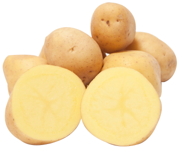 Speisekartoffeln Anuschka BIO 2