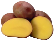 Speisekartoffeln "Laura" Bio 2