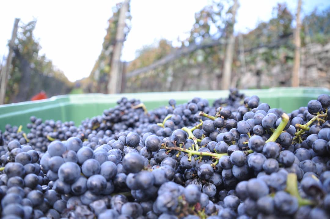 Riesling "Falkenstein" 2024 3