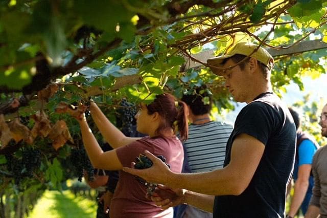 Weingut Franz Haas 2