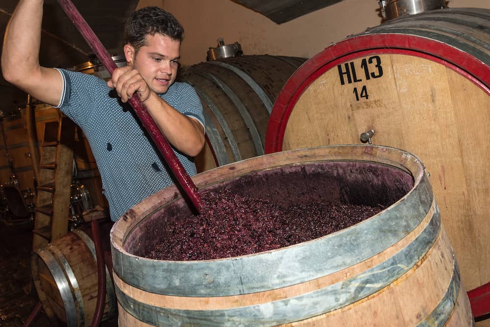 Blauburgunder Rosé "Summer" 2025 4