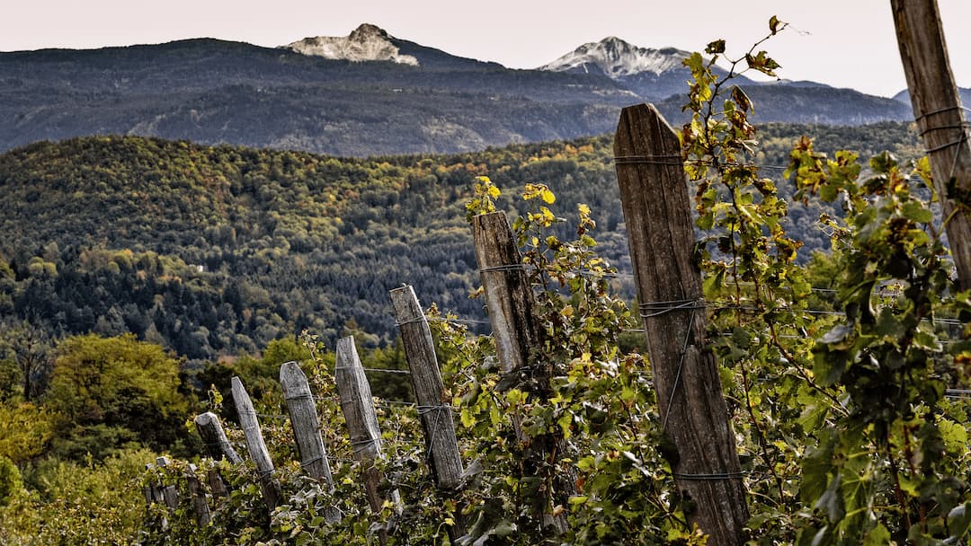 Blauburgunder Rosé "Summer" 2025 6