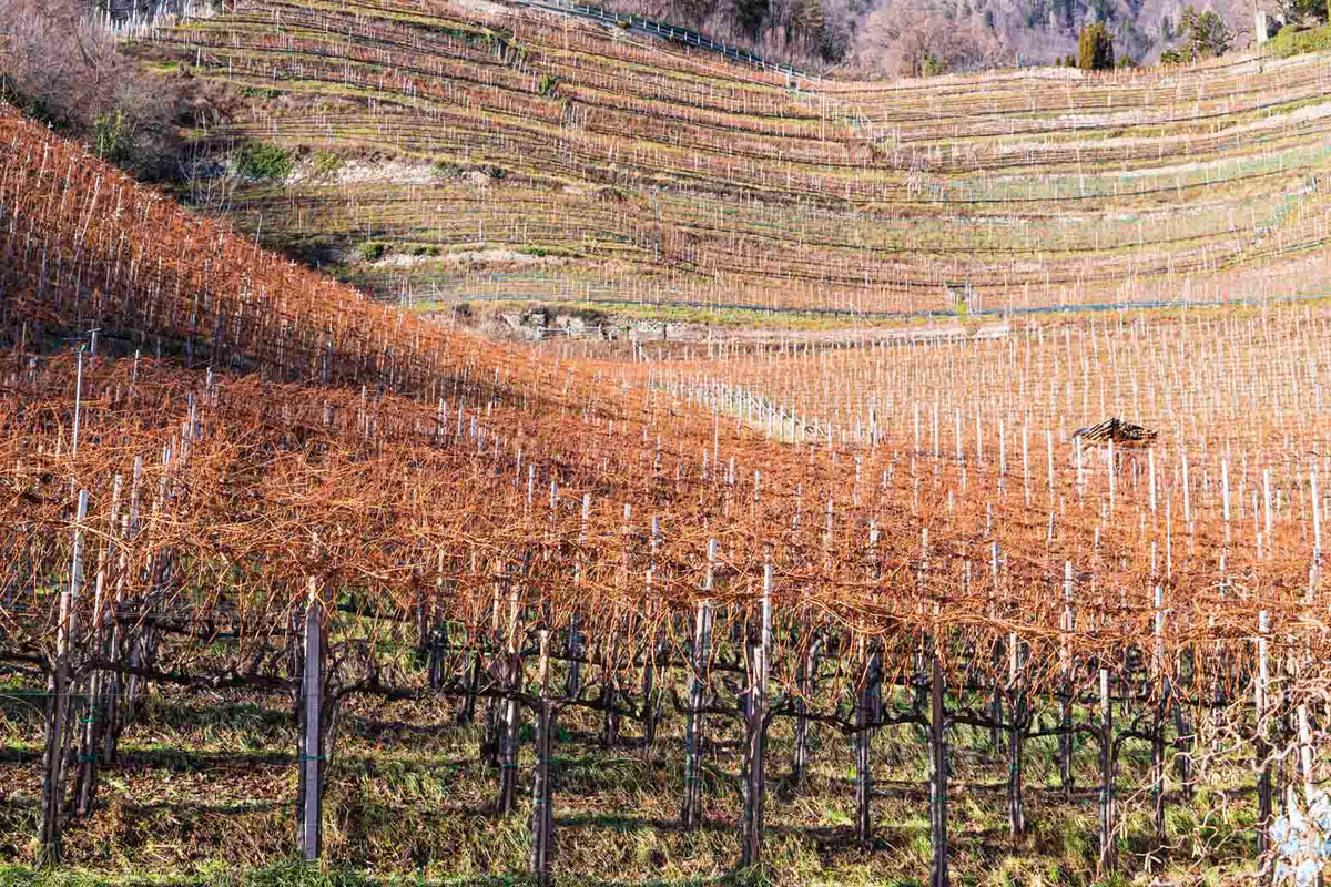 Weingut Oberstein 3