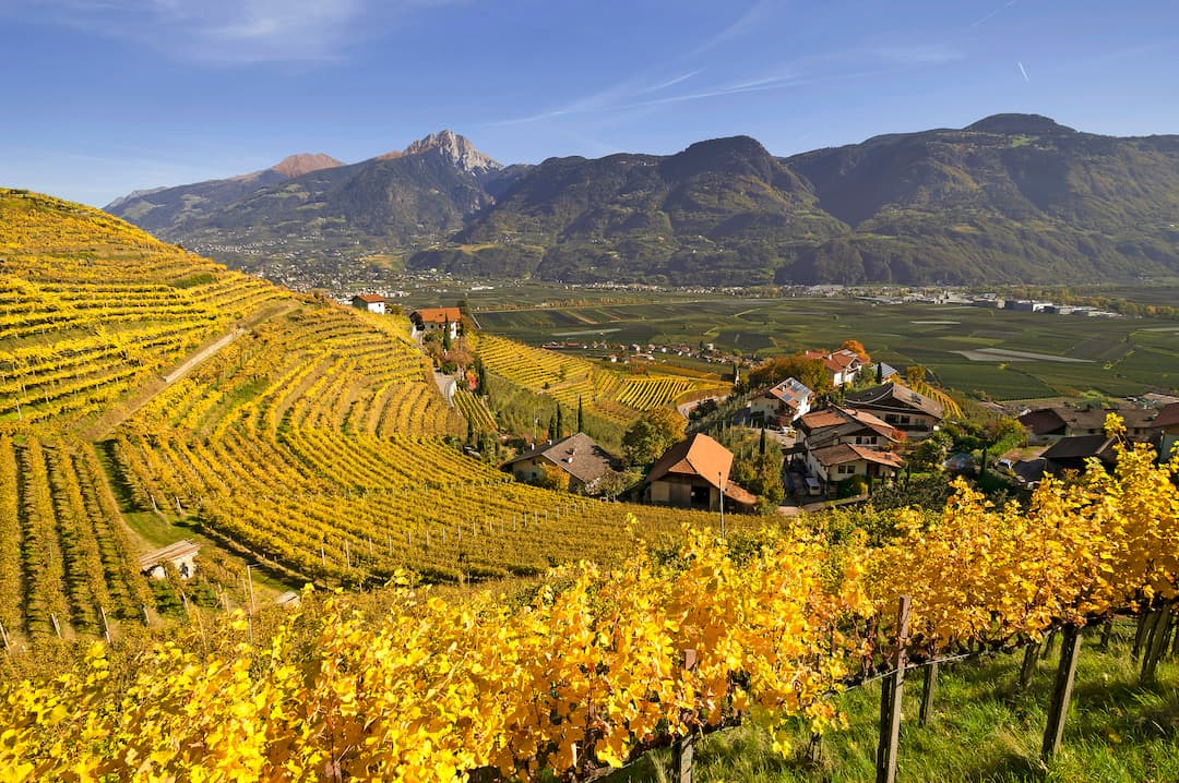 Weingut Oberstein 4