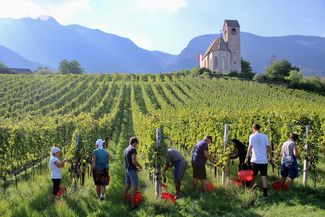 Sauvignon Blanc "Fumé" 2023 3