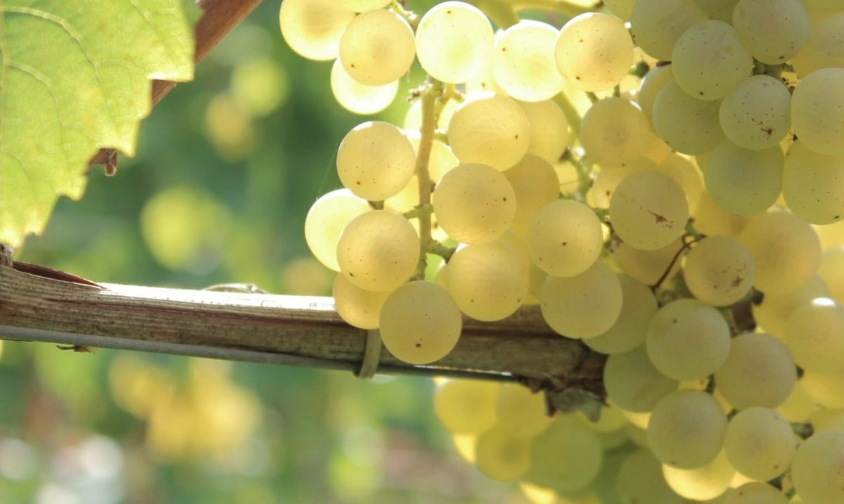 Sauvignon Blanc "Fumé" 2023 6