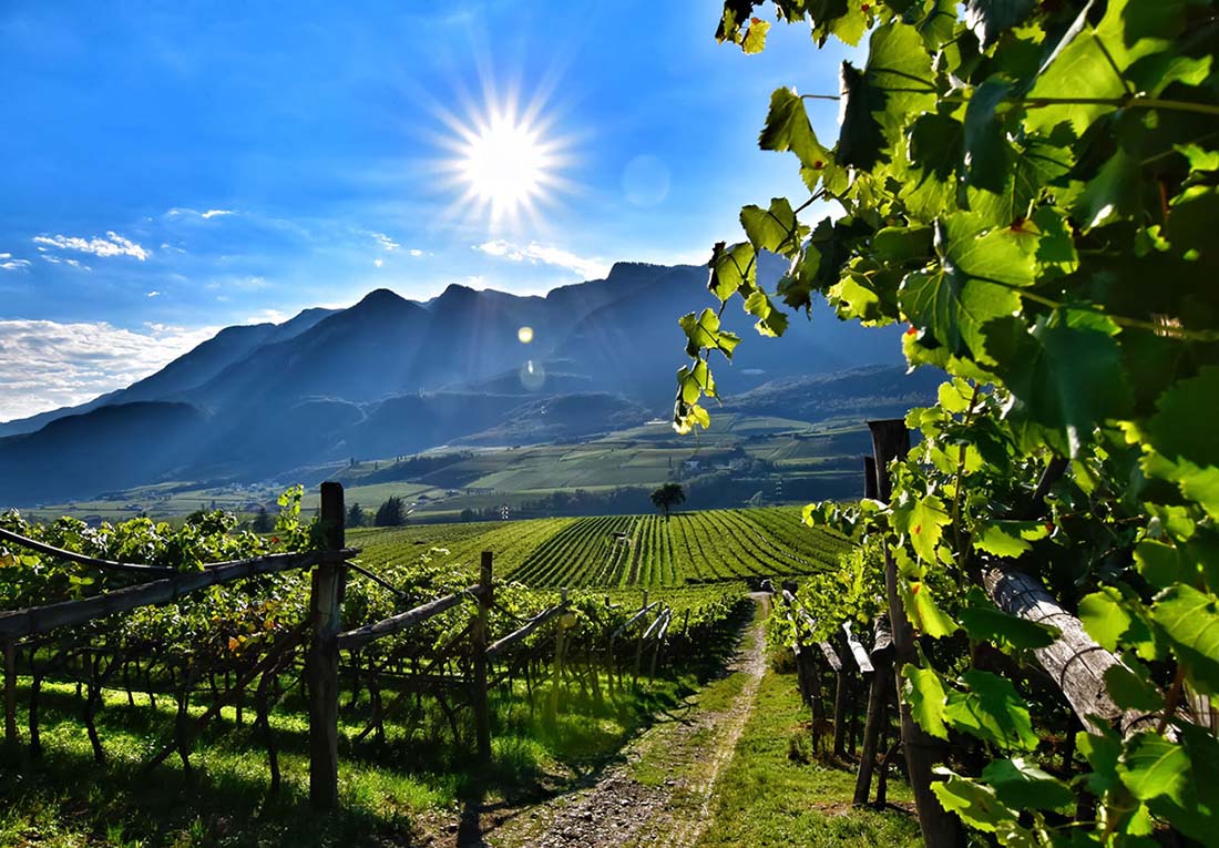 Sauvignon "Echt Geil"  2024 6